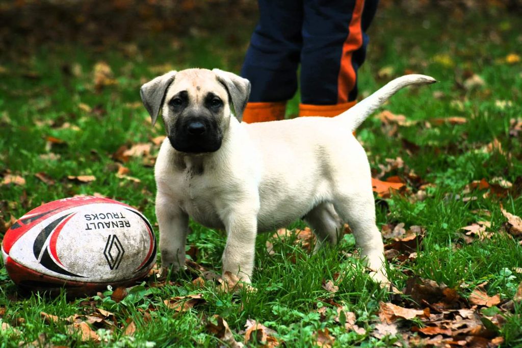 Los Nobles Del Norte - Chiot disponible  - Dogo Canario