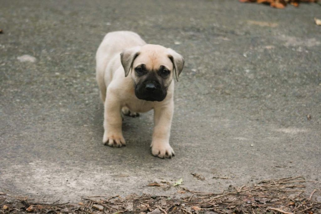 Los Nobles Del Norte - Chiot disponible  - Dogo Canario