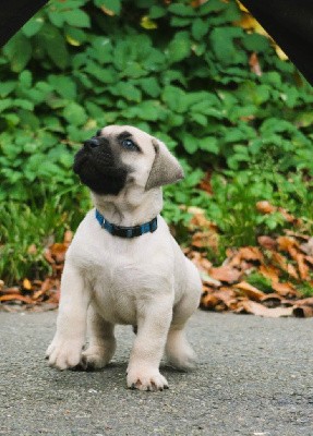 Male collier bleu 