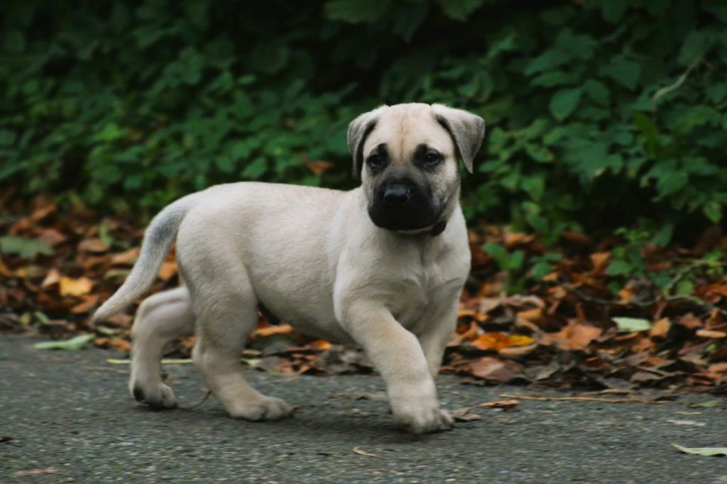 Los Nobles Del Norte - Chiot disponible  - Dogo Canario