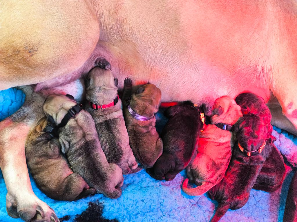 chiot Dogo Canario Los Nobles Del Norte