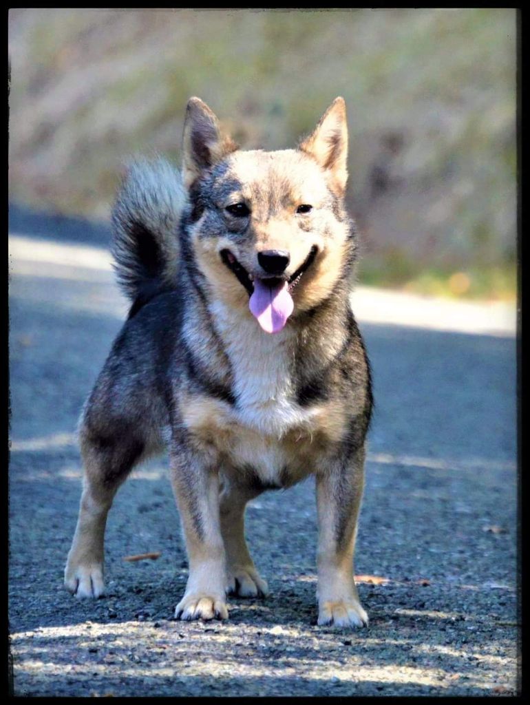 Osha de l'Ame des Loups