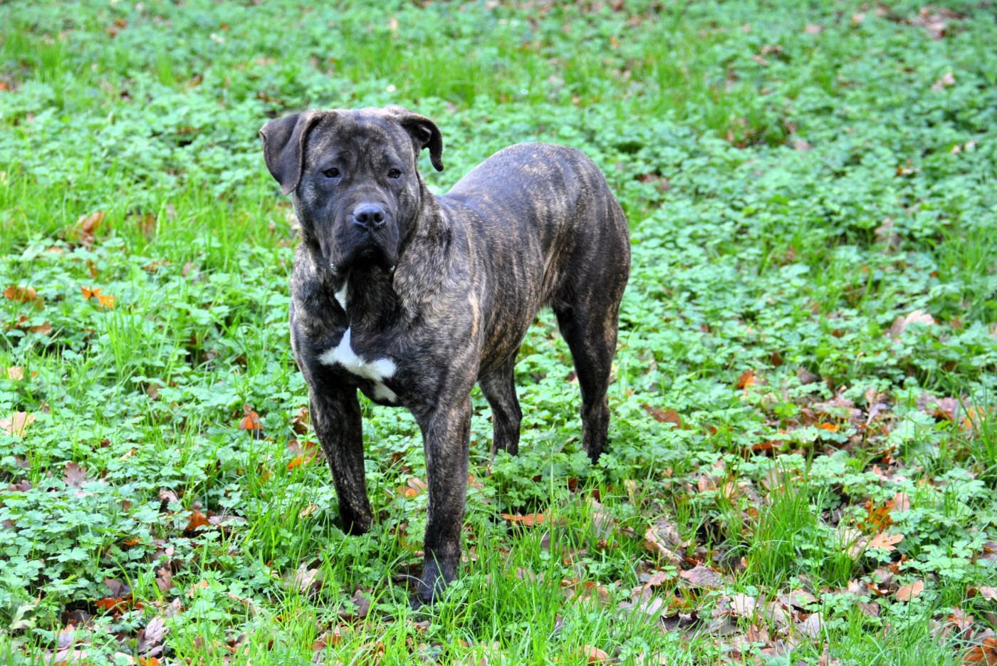 Vados Los Nobles Del Norte