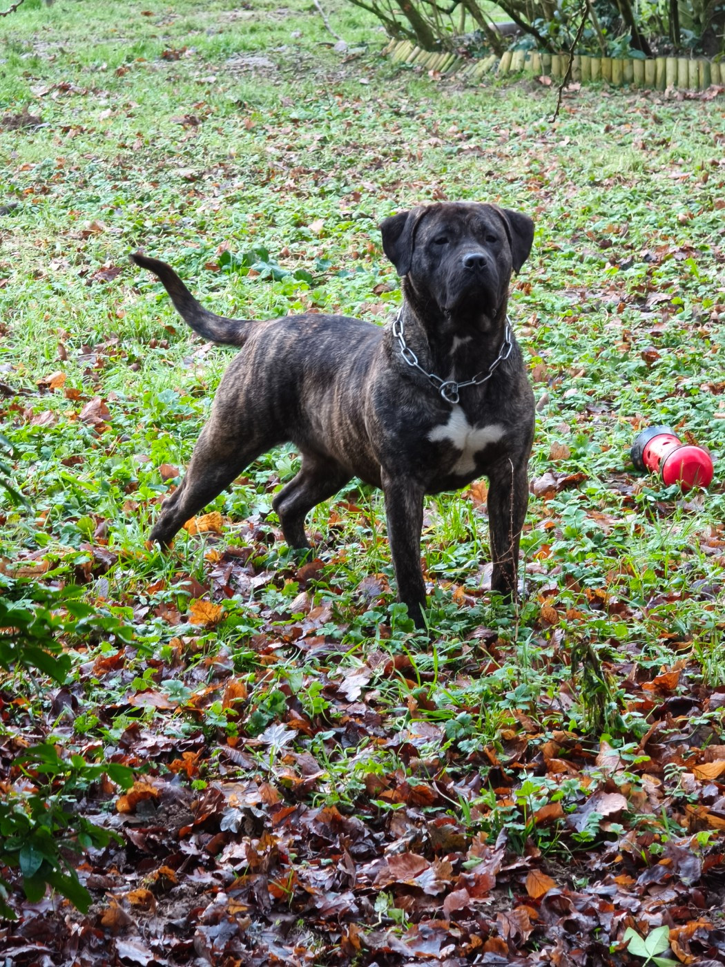 Vados Los Nobles Del Norte