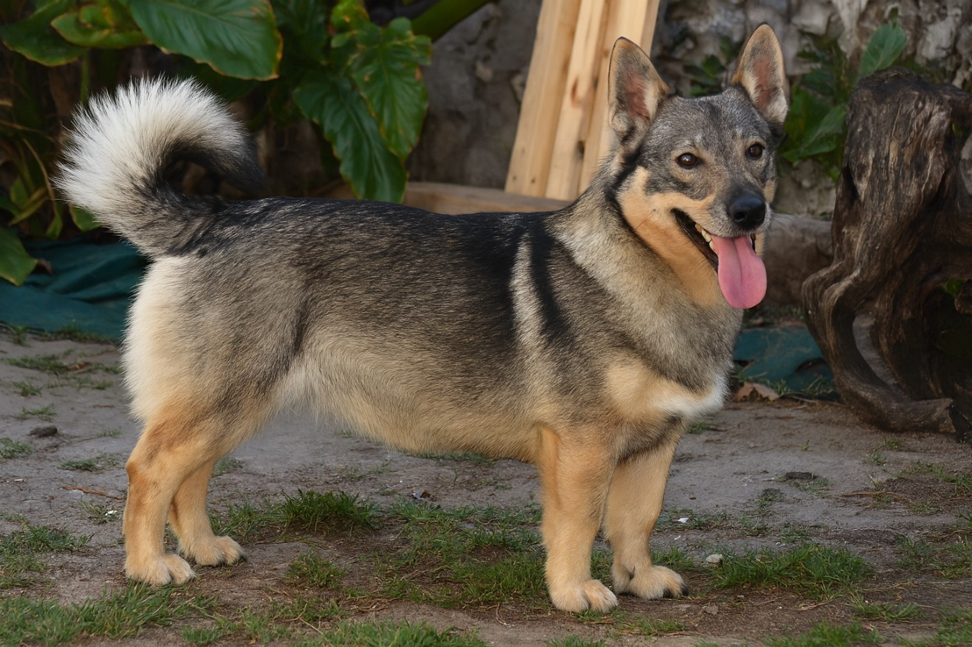 Videl Des coeurs d'alène