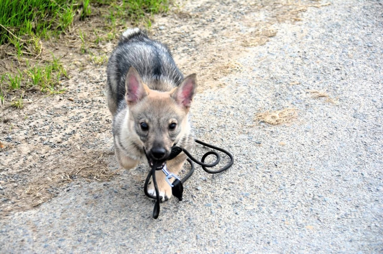 Äsgard Los Nobles Del Norte