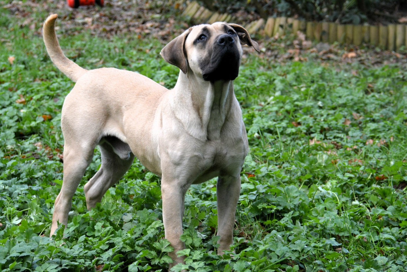 Voodoo Los Nobles Del Norte