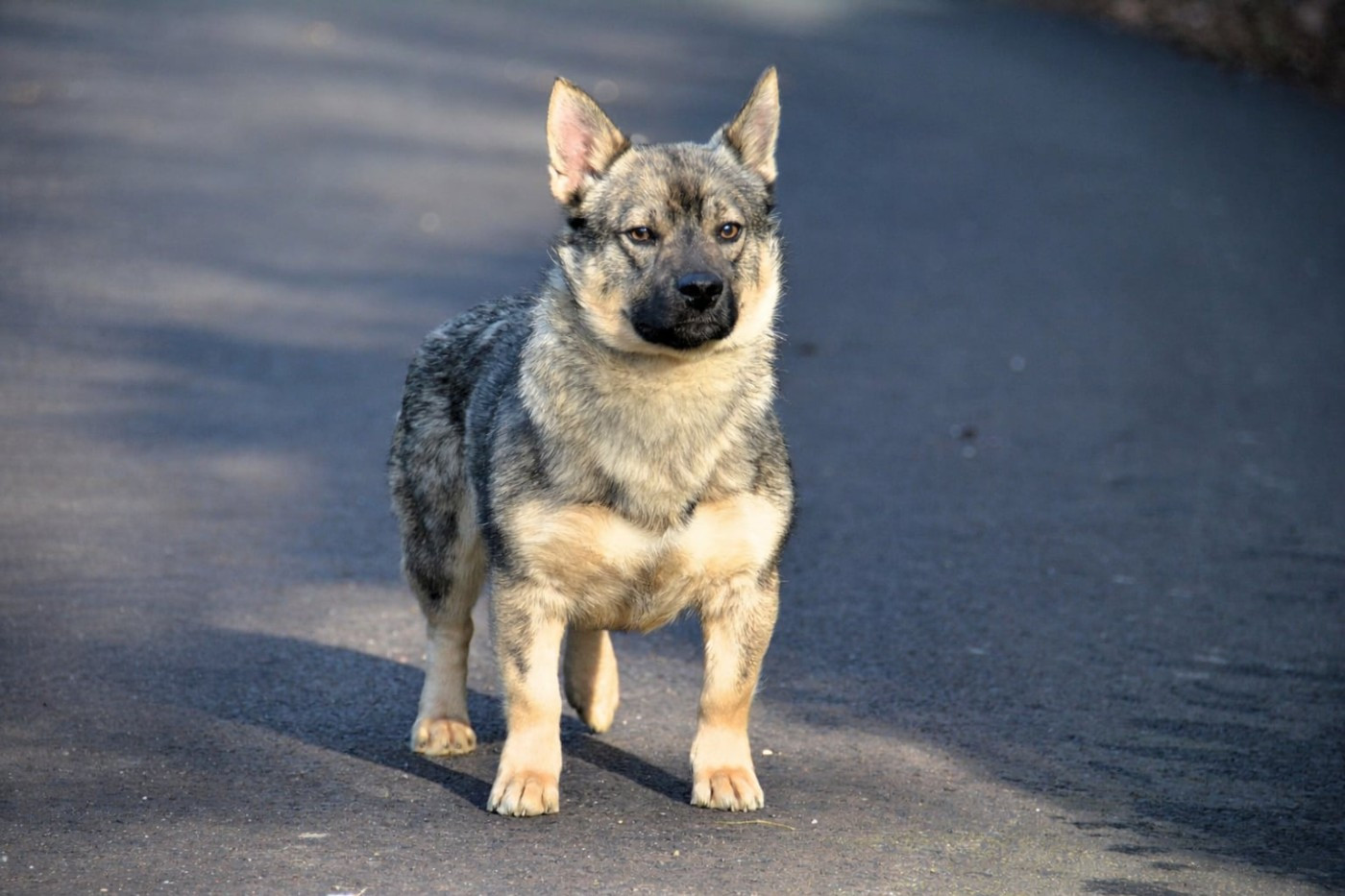 Venom Des Gardiens De Talbes