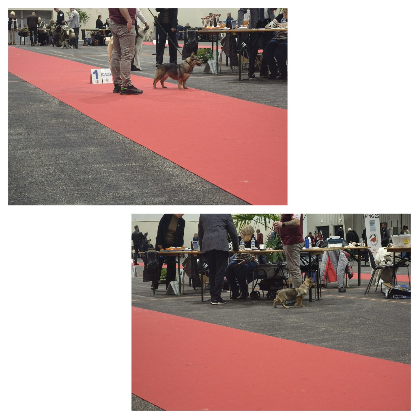 Spéciale de race et RRE de Normandie