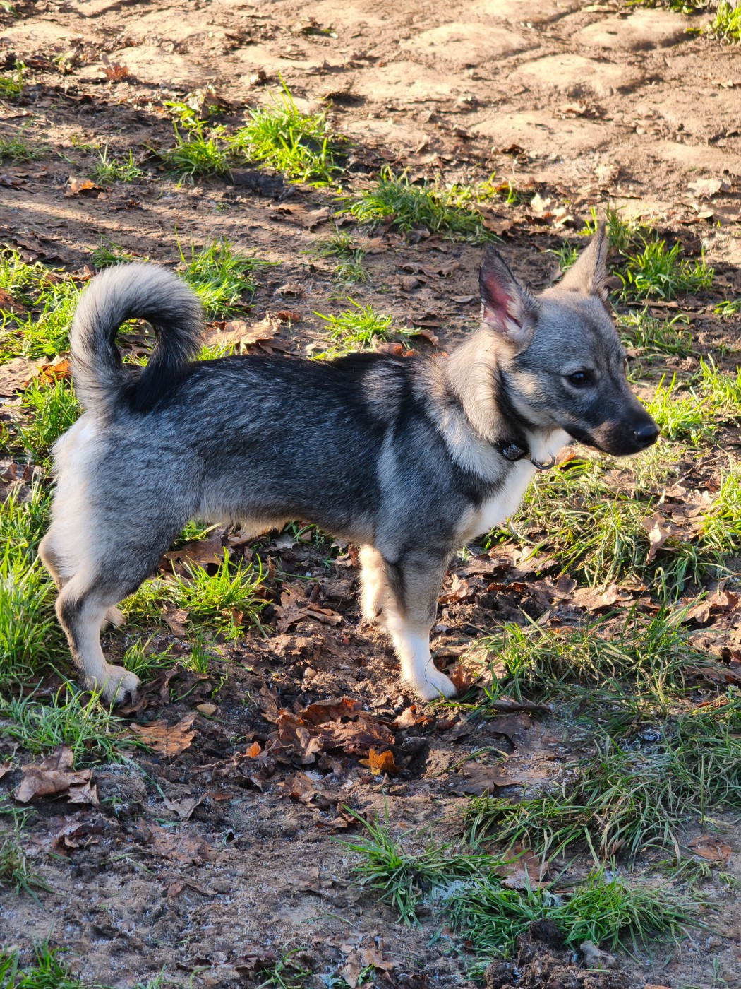 🐾 [RETOUR À LA MAISON] : Anakin, le Jedi qui cherche sa nouvelle galaxie ! 🌌