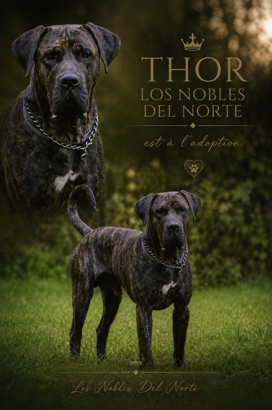Los Nobles Del Norte - Seconde Chance pour un changement de vie !