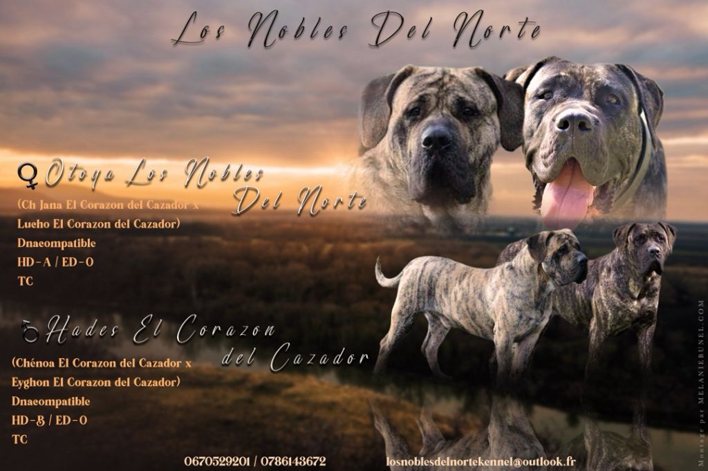 Los Nobles Del Norte - Baby's in progress !!