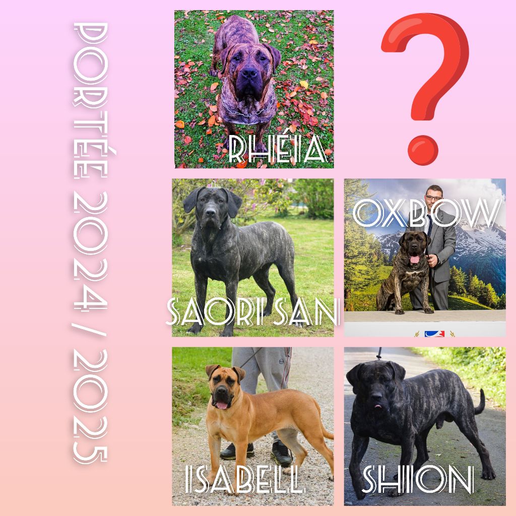 Los Nobles Del Norte - Next Breeding plan !!!