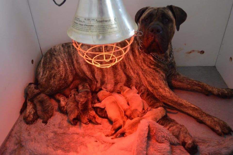 Los Nobles Del Norte - 14/07/2016 Naissance des babychoux