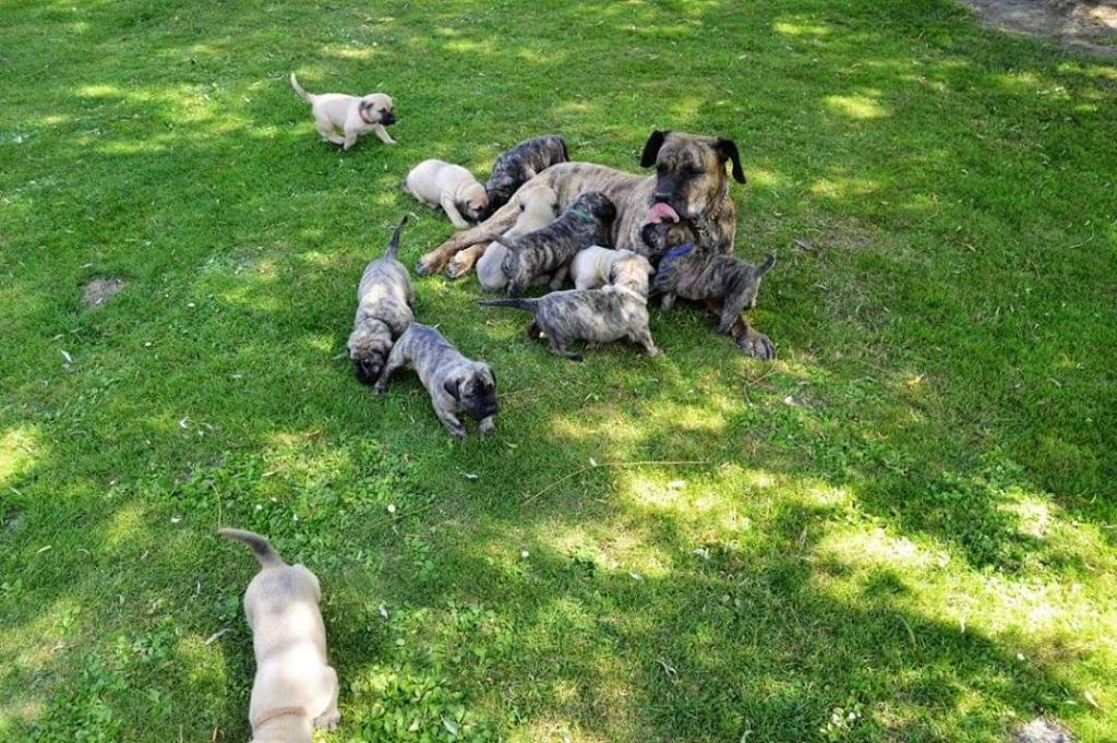 Sociabilisation des chiots