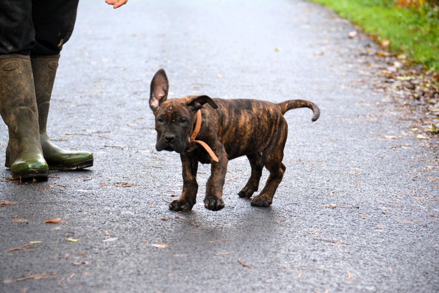 Los Nobles Del Norte - Chiots disponibles - Dogo Canario