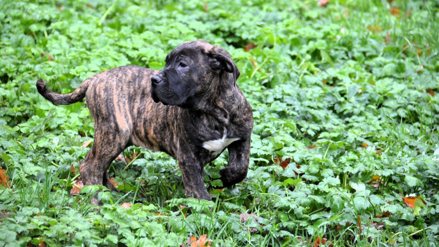 Los Nobles Del Norte - Chiots disponibles - Dogo Canario