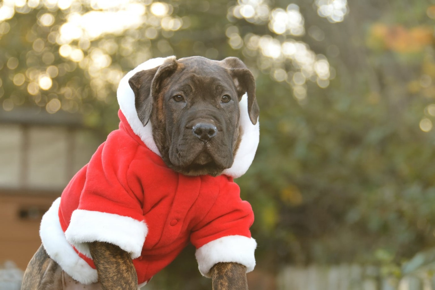 Los Nobles Del Norte - Chiots disponibles - Dogo Canario