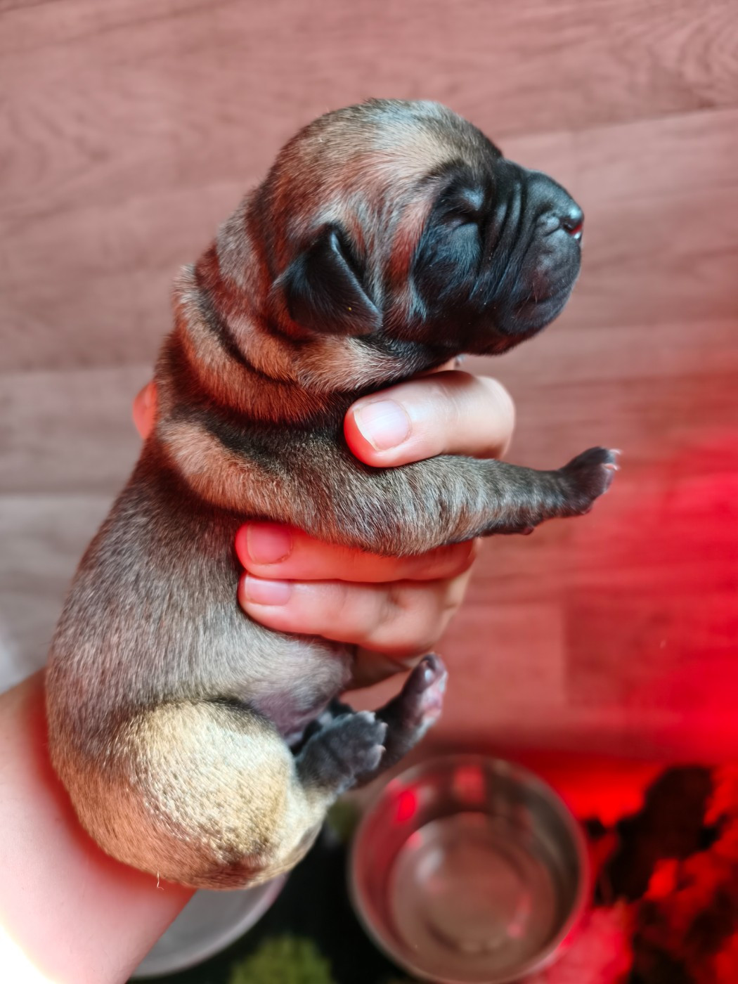 Los Nobles Del Norte - Chiots disponibles - Presa canario