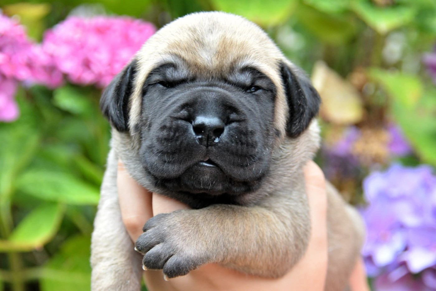 Los Nobles Del Norte - Chiots disponibles - Presa canario