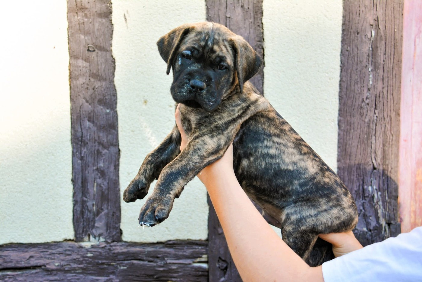 Los Nobles Del Norte - Chiots disponibles - Presa canario