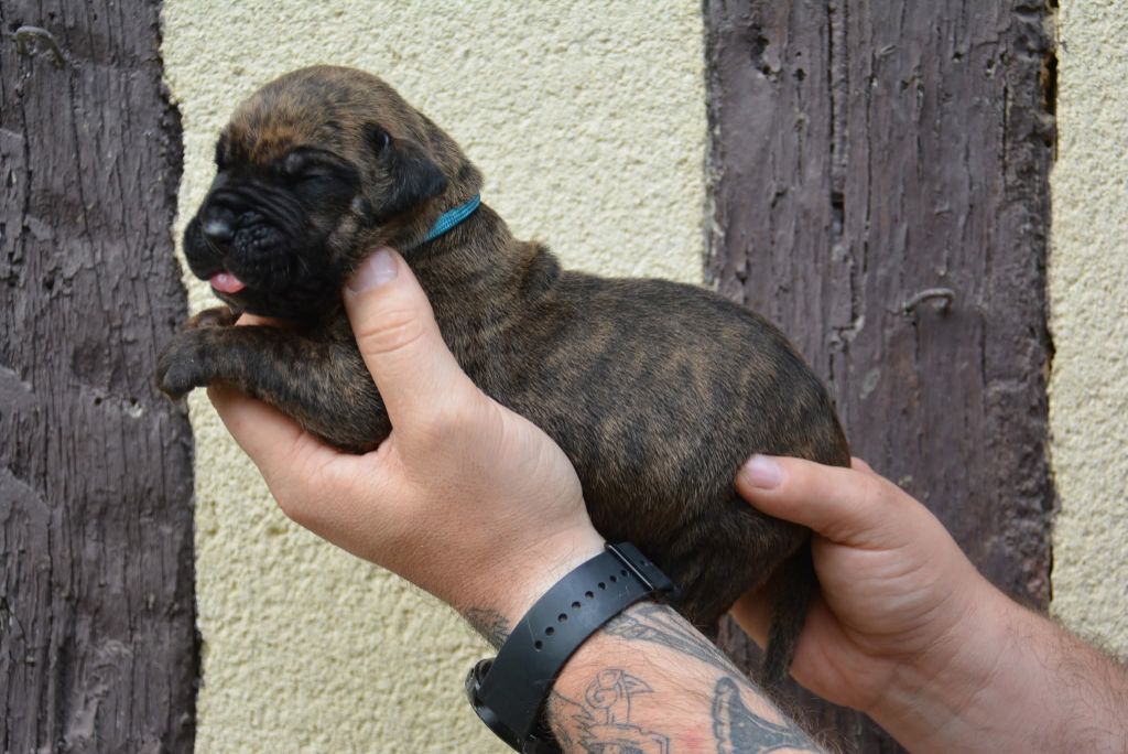 Los Nobles Del Norte - Chiots disponibles - Dogo Canario