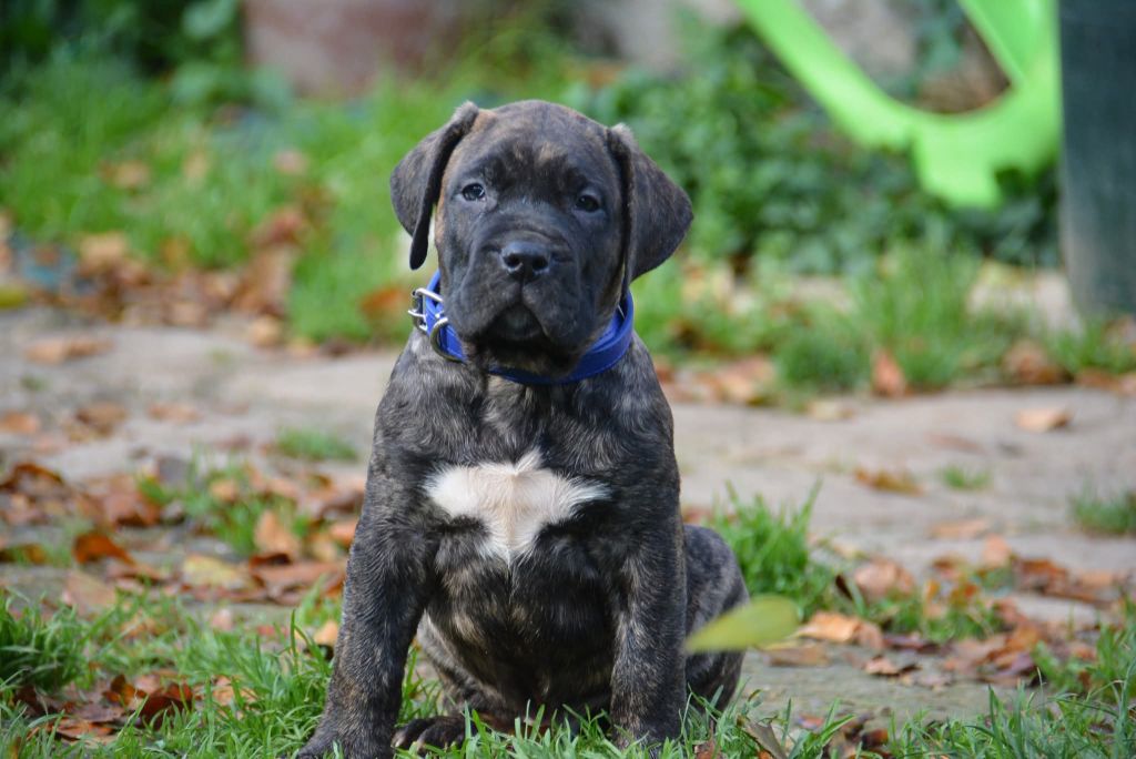 Los Nobles Del Norte - Chiots disponibles - Dogo Canario