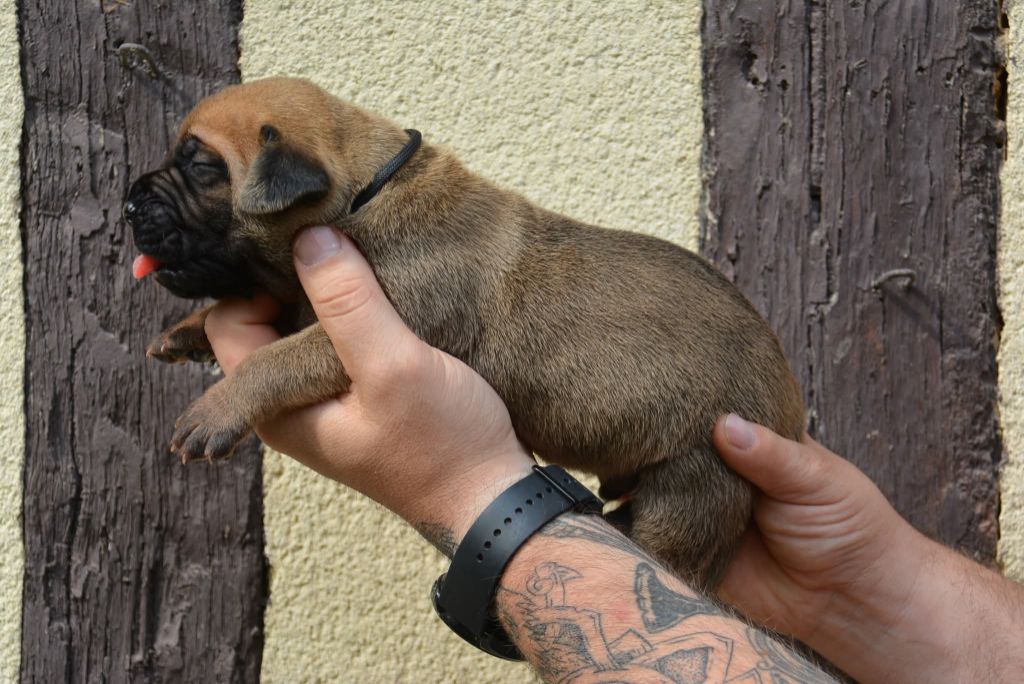 Los Nobles Del Norte - Chiots disponibles - Dogo Canario