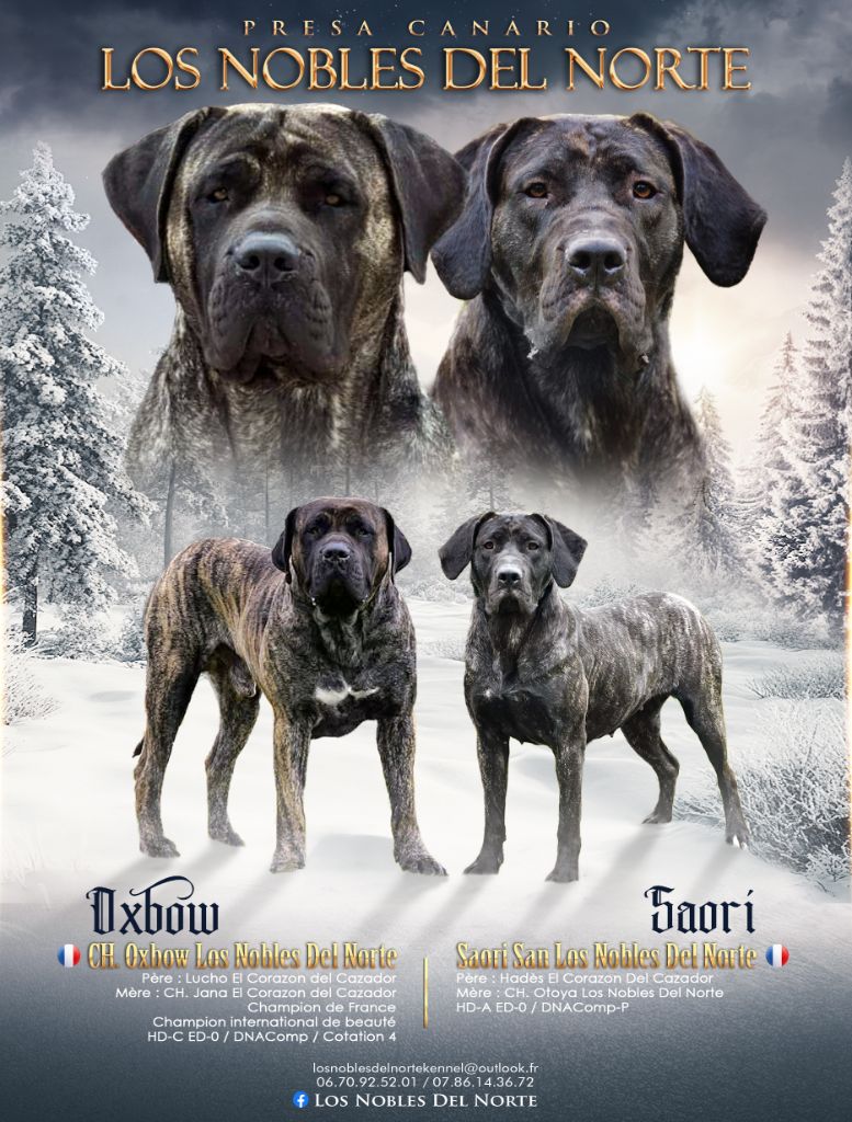 Los Nobles Del Norte - Dogo Canario - Portée née le 20/01/2025