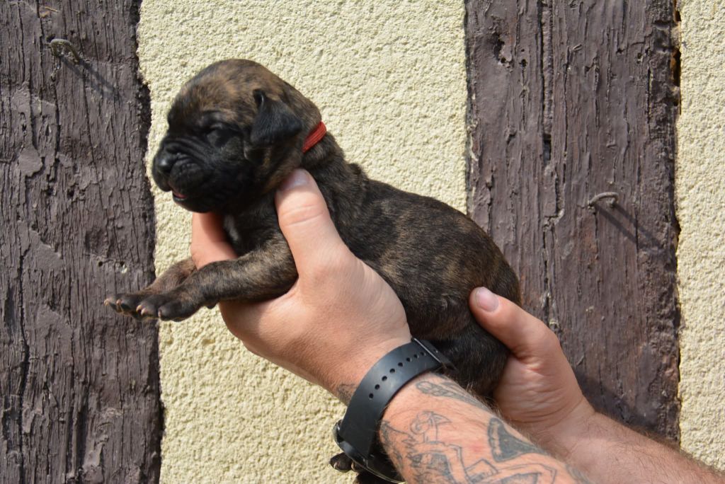 Los Nobles Del Norte - Chiots disponibles - Dogo Canario