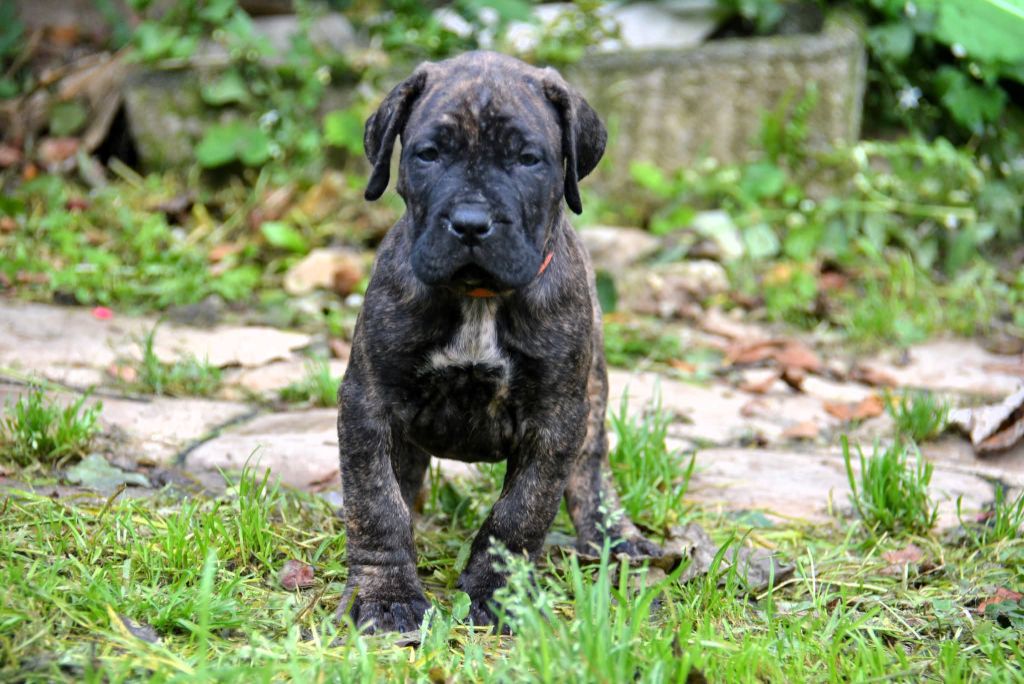 Los Nobles Del Norte - Chiots disponibles - Dogo Canario