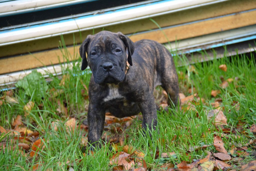 Los Nobles Del Norte - Chiots disponibles - Dogo Canario
