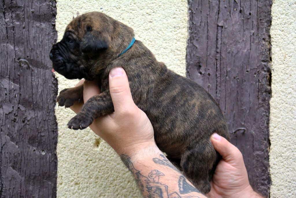 Los Nobles Del Norte - Chiots disponibles - Dogo Canario