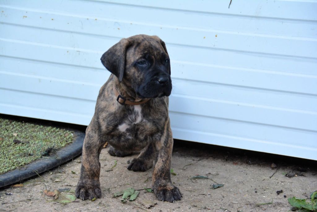 Los Nobles Del Norte - Chiots disponibles - Dogo Canario