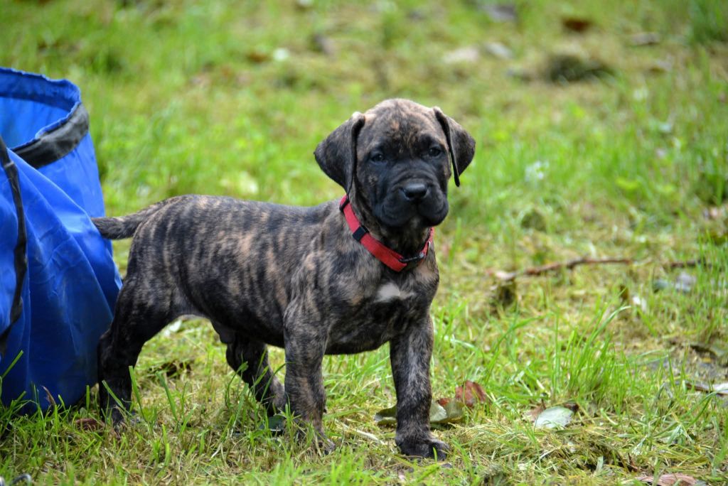 Los Nobles Del Norte - Chiots disponibles - Dogo Canario