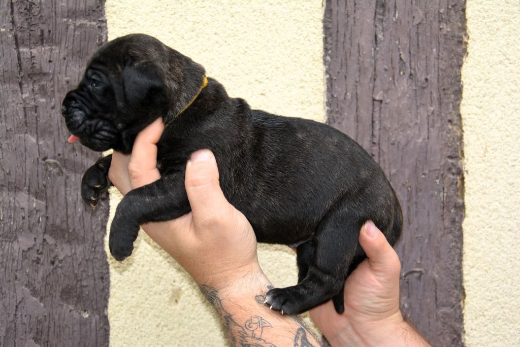 Los Nobles Del Norte - Chiots disponibles - Dogo Canario