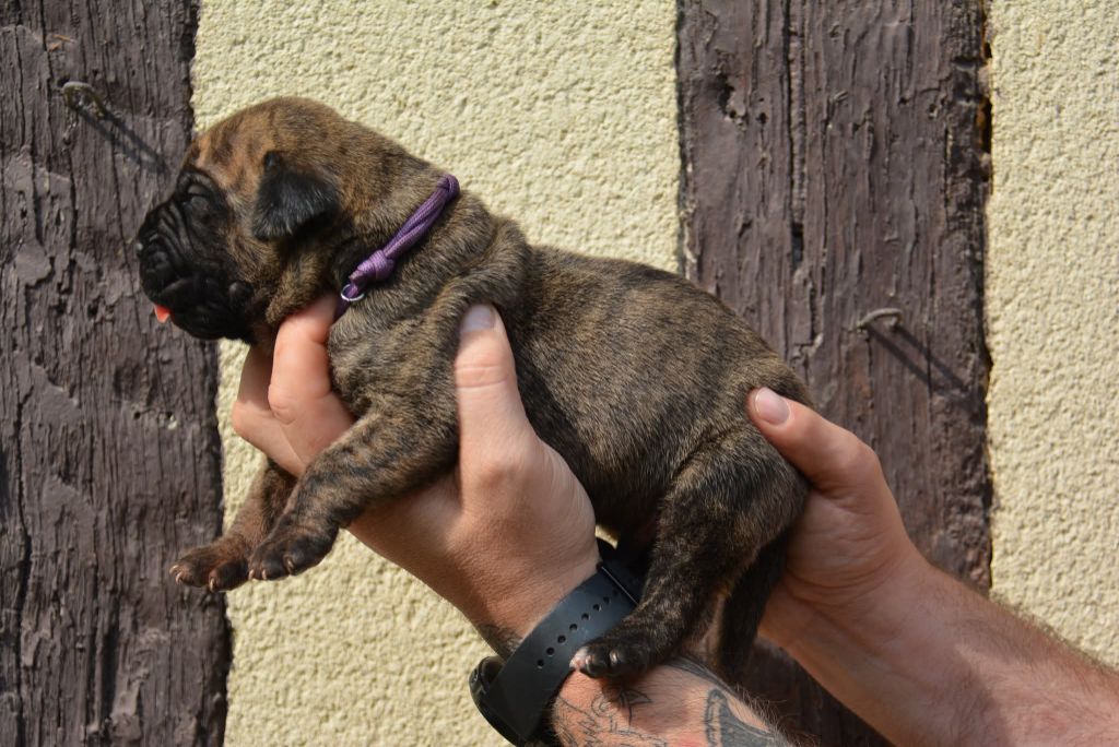 Los Nobles Del Norte - Chiots disponibles - Dogo Canario