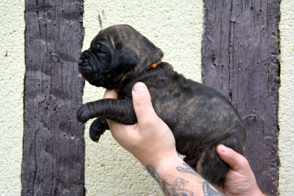 Los Nobles Del Norte - Chiots disponibles - Dogo Canario