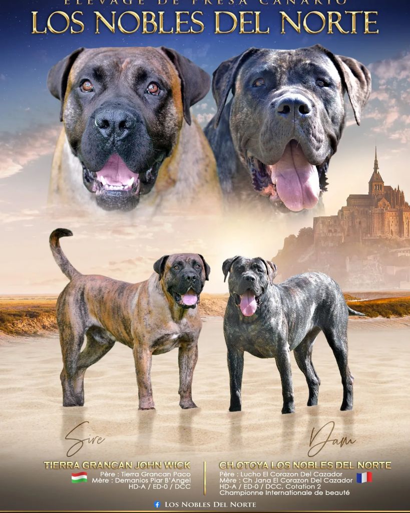 Los Nobles Del Norte - Dogo Canario - Portée née le 07/11/2022