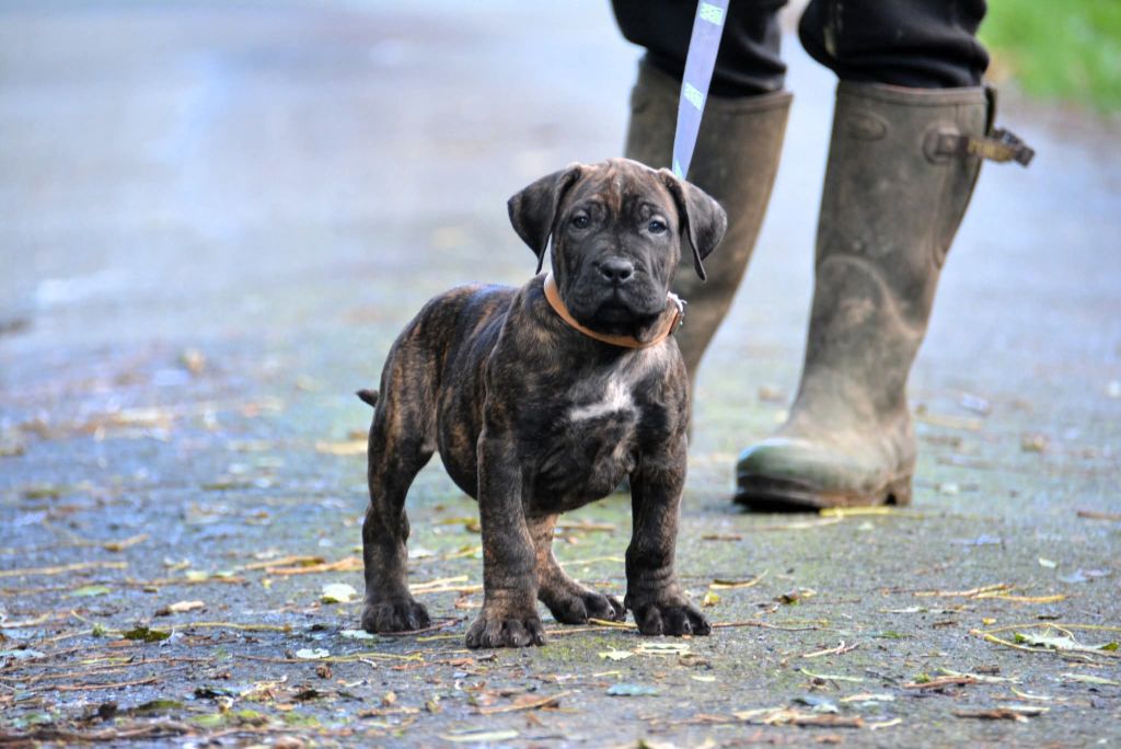 Los Nobles Del Norte - Chiots disponibles - Dogo Canario