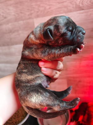 CHIOT 4