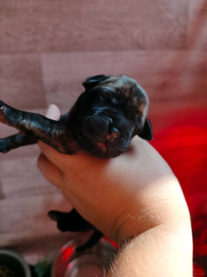 CHIOT 3