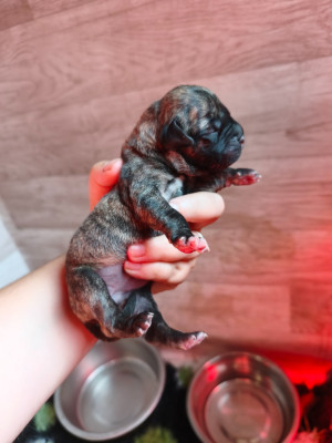 CHIOT 2