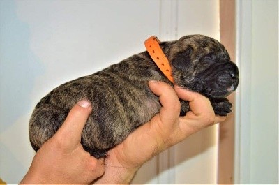 Collier orange 
