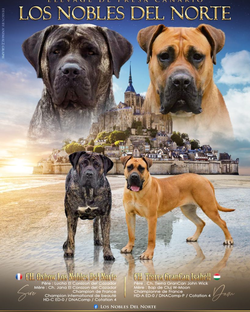 Los Nobles Del Norte - Dogo Canario - Portée née le 16/09/2023