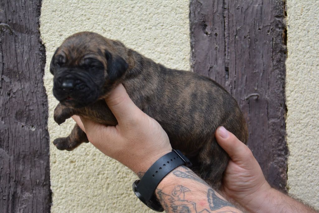 Los Nobles Del Norte - Chiots disponibles - Dogo Canario