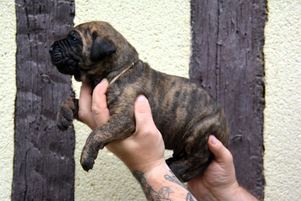 Los Nobles Del Norte - Chiots disponibles - Dogo Canario