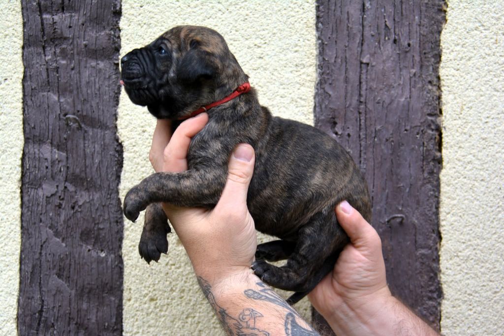 Los Nobles Del Norte - Chiots disponibles - Dogo Canario