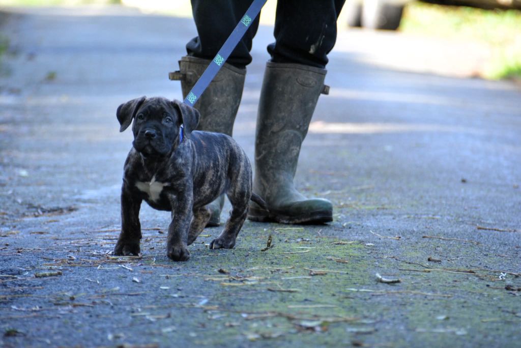 Los Nobles Del Norte - Chiots disponibles - Dogo Canario