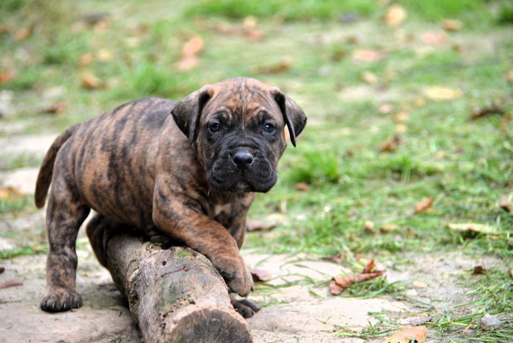 Los Nobles Del Norte - Chiots disponibles - Dogo Canario